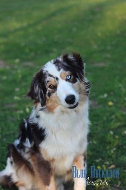 Australian Shepherd puppy with striking blue eyes in a lush green field.