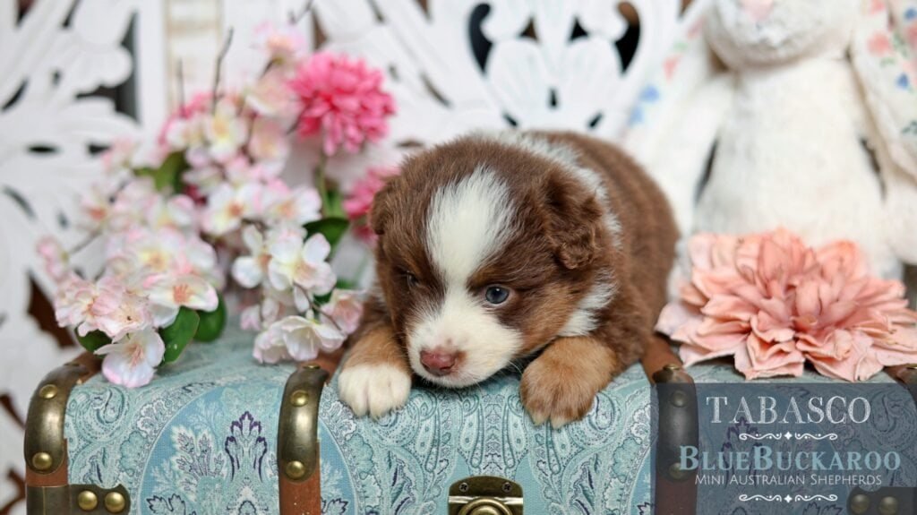 Cute Tawny and Rusty Australian Shepherd puppy lying on a decorative surface with flowers.