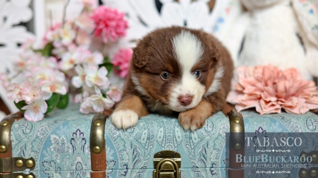 Adorable Tawny and Rusty Australian Shepherd puppy resting on a decorative surface.