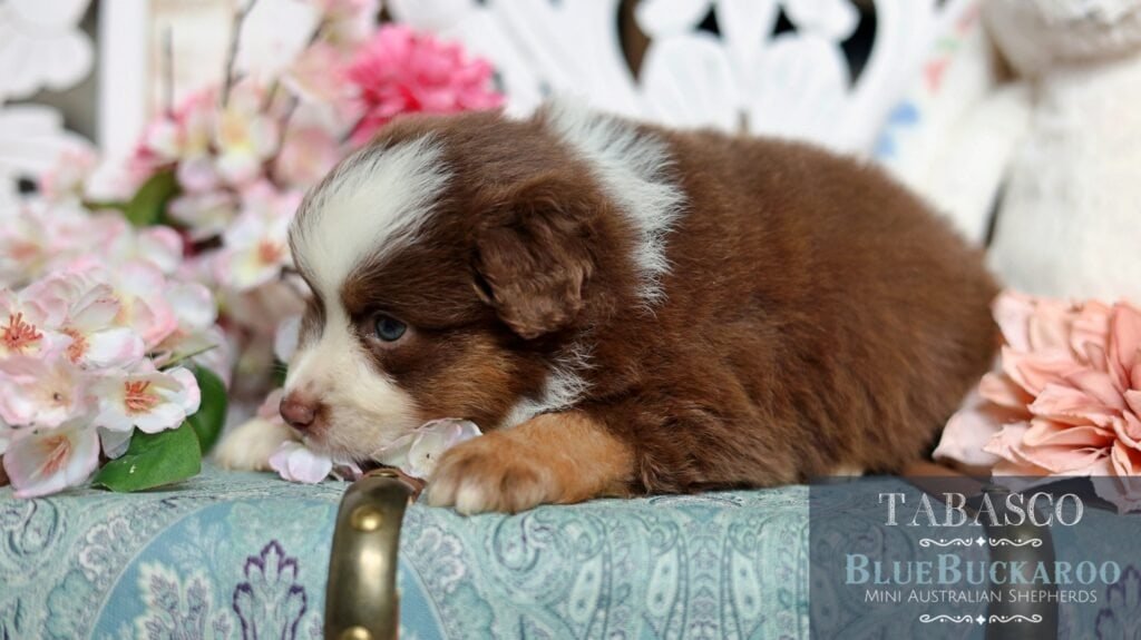 Australian Shepherd puppy, brown and white, resting on a floral tablecloth.