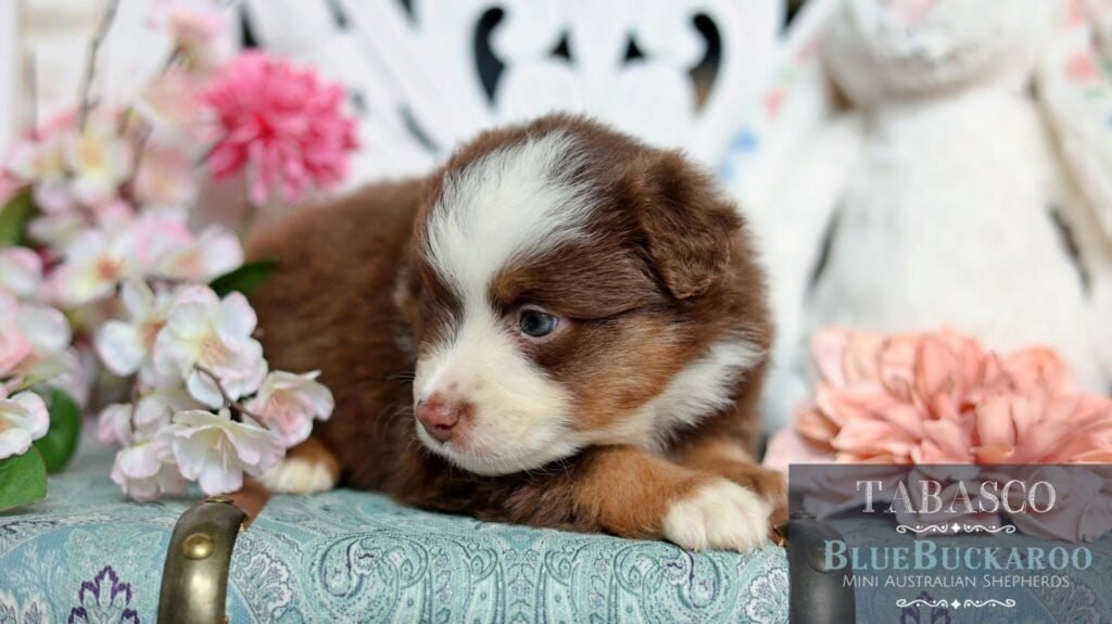 Adorable Tawny and Rusty Australian Shepherd puppy lying on a floral background.