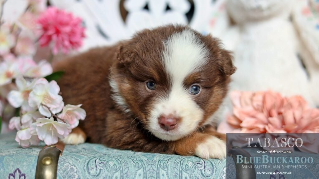Cute Tawny and Rusty Australian Shepherd puppy with blue eyes lying on floral background.