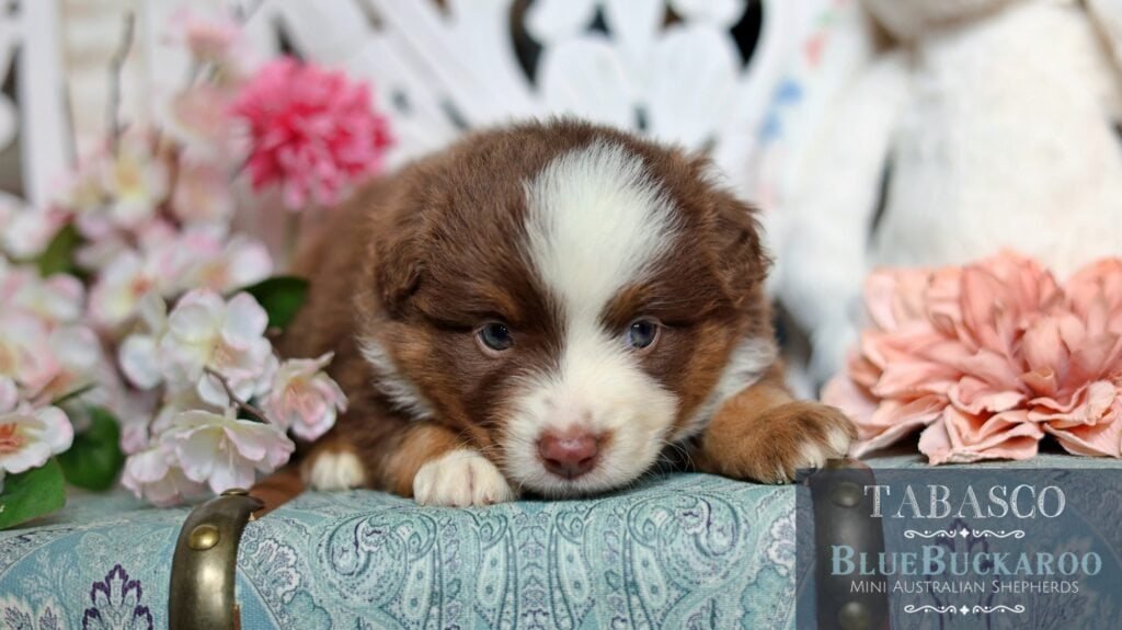 Adorable Tawny and Rusty Australian Shepherd puppy lying on floral background.