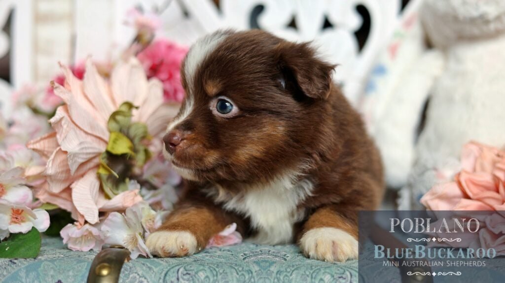 Adorable Tawny and Rusty Australian Shepherd puppies with striking blue eyes. Perfect family compani.