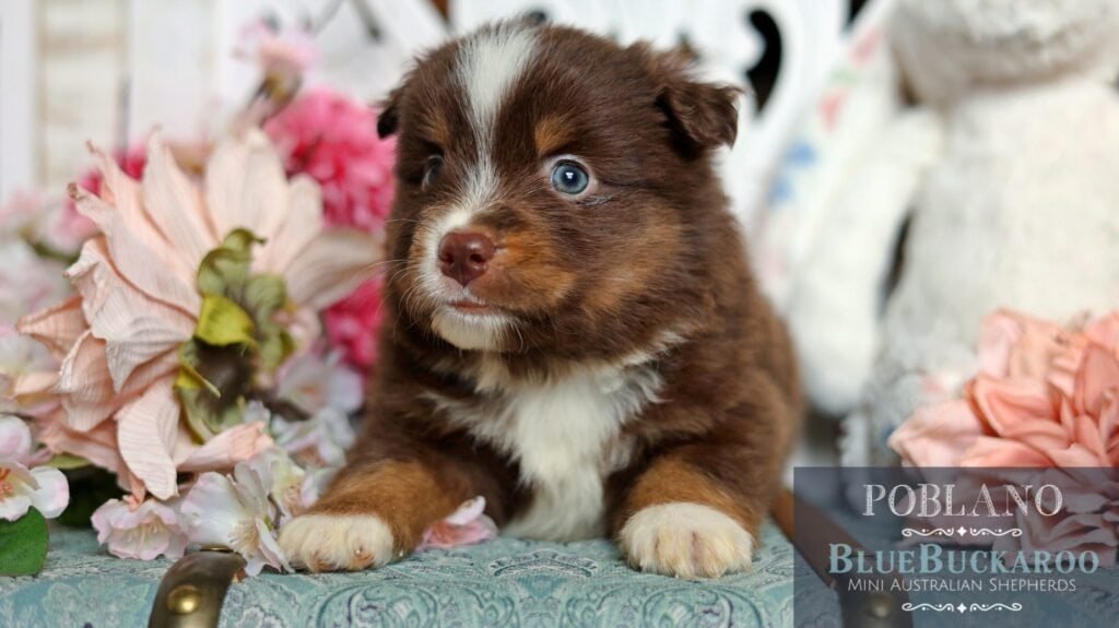 Cute Tawny and Rusty Australian Shepherd puppy with blue eyes, surrounded by flowers.