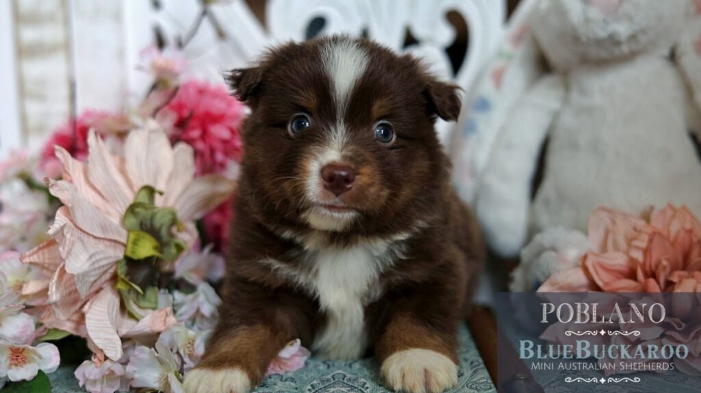 Adorable Australian Shepherd puppy with brown, white, and tan coat, blue eyes, surrounded by flowers.