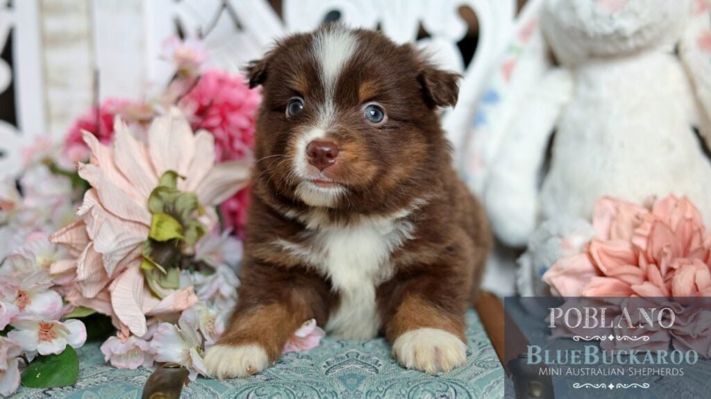 Cute Tawny and Rusty Australian Shepherd puppy surrounded by flowers.