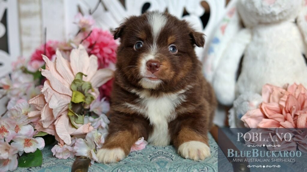 Adorable Tawny and Rusty Australian Shepherd puppies with striking blue eyes.