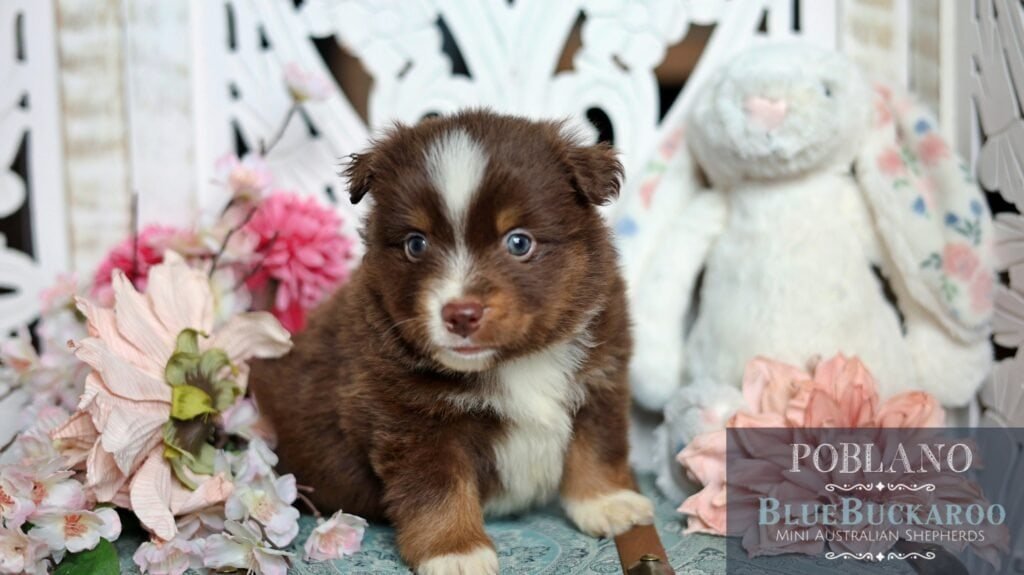 Cute Tawny and Rusty Australian Shepherd puppy with blue eyes and fluffy coat.