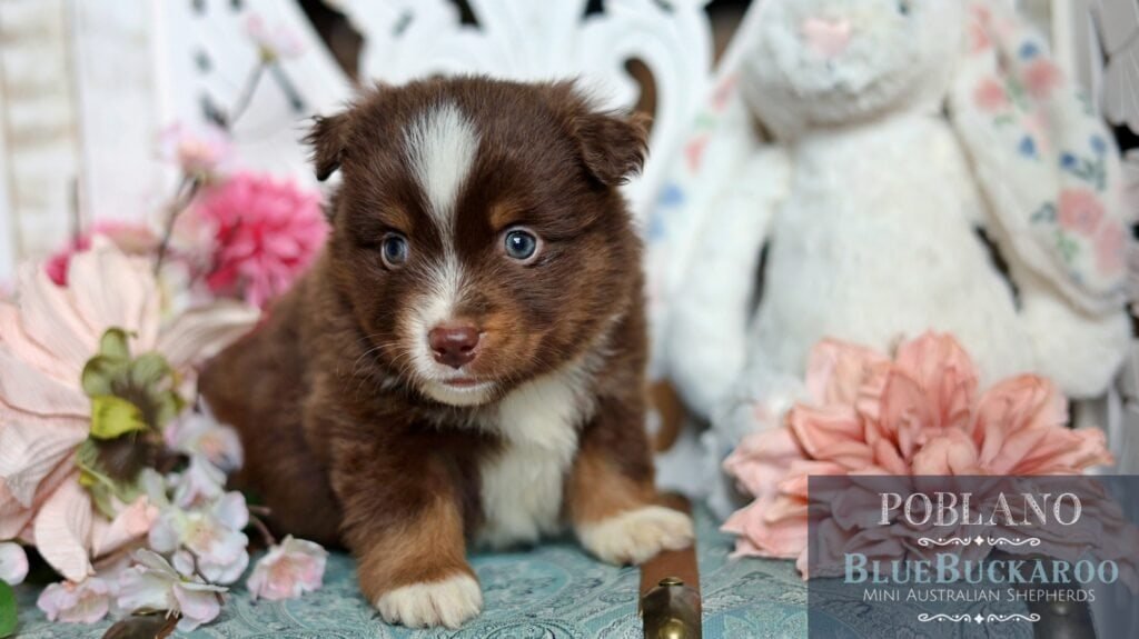 Cute Tawny and Rusty Australian Shepherd puppy with striking blue eyes.
