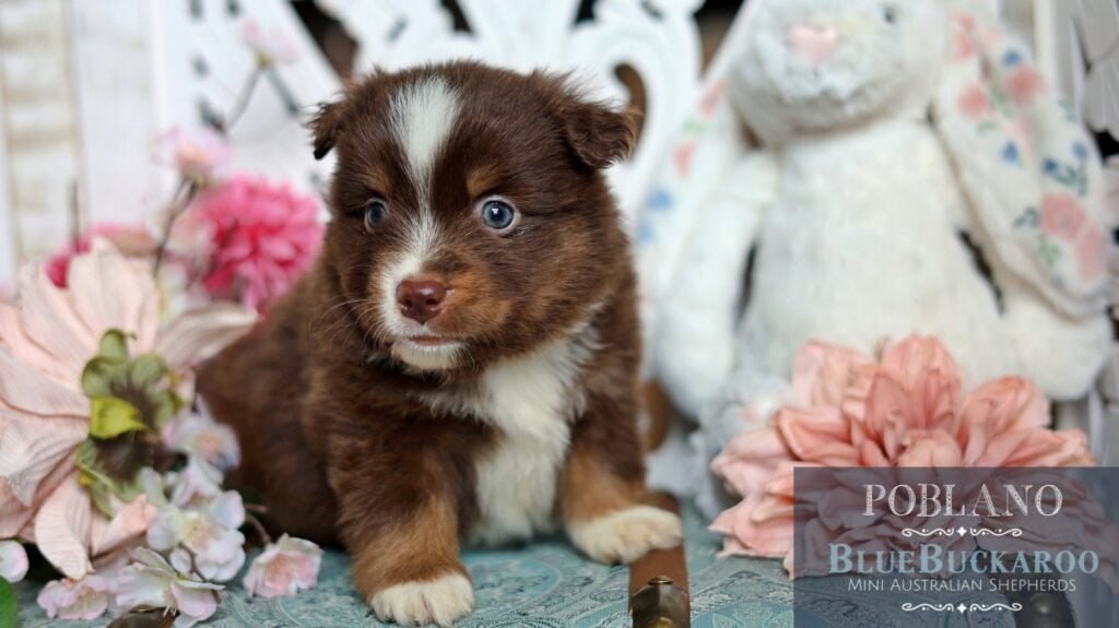 Cute Tawny and Rusty Australian Shepherd puppy with blue eyes, surrounded by flowers.