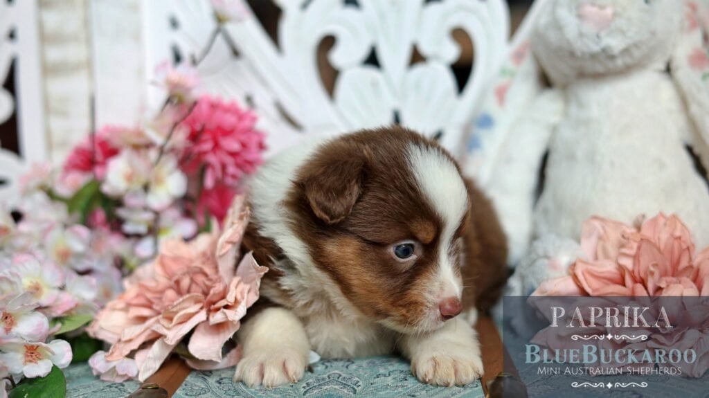 Adorable Tawny and Rusty Australian Shepherd puppy with blue eyes.