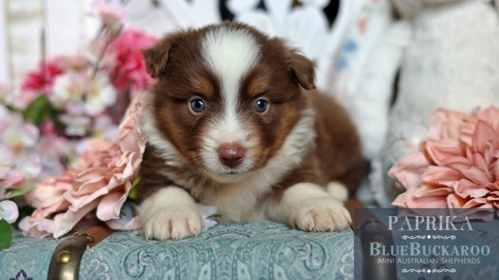 Adorable Tawny and Rusty Australian Shepherd puppy with blue eyes.