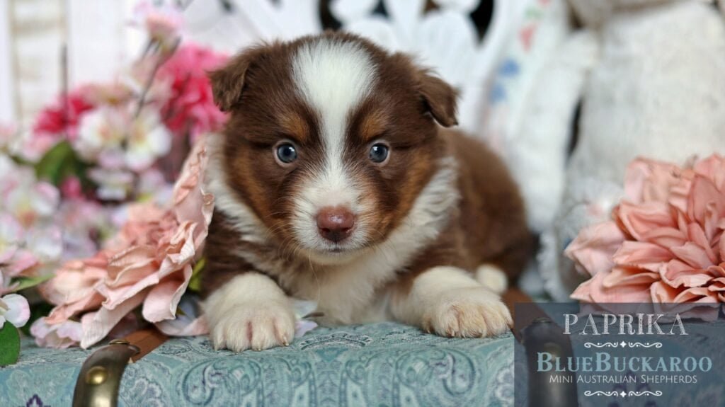 Cute Tawny and Rusty Australian Shepherd puppy with striking blue eyes.