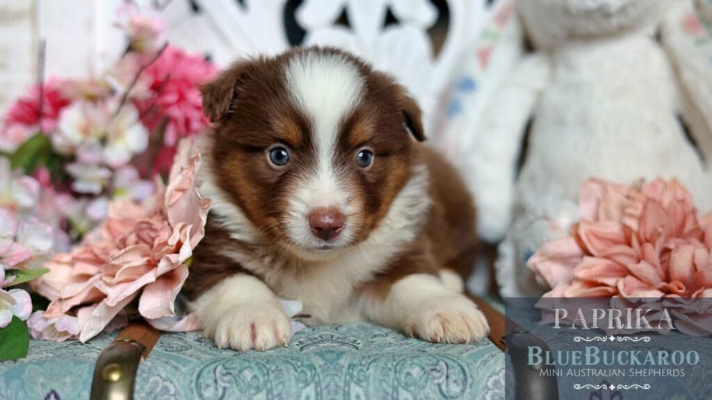 Adorable Tawny and Rusty Australian Shepherd puppy with striking blue eyes.