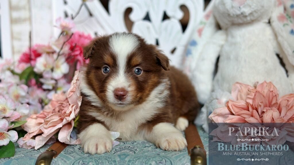 Adorable Tawny and Rusty Australian Shepherd puppy with striking blue eyes, surrounded by flowers an.