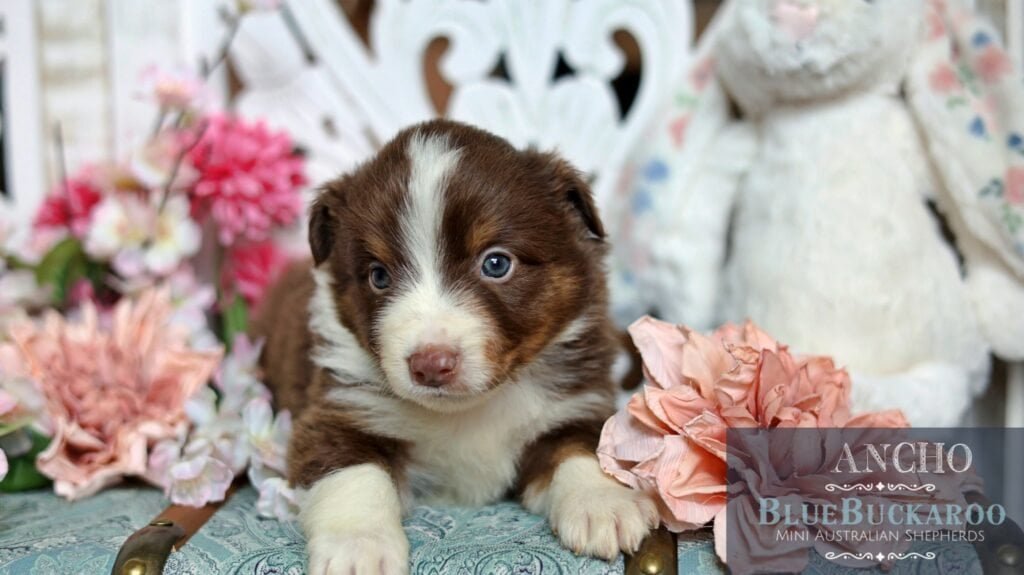 Adorable Tawny and Rusty Australian Shepherd puppy with striking blue eyes.