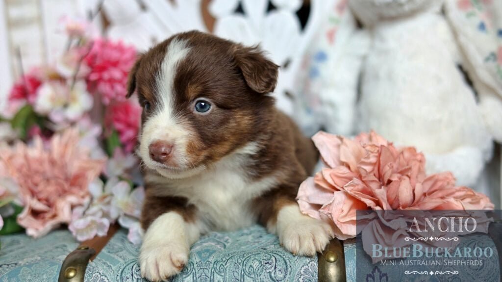 Cute Tawny and Rusty Australian Shepherd puppy with blue eyes and soft fur.
