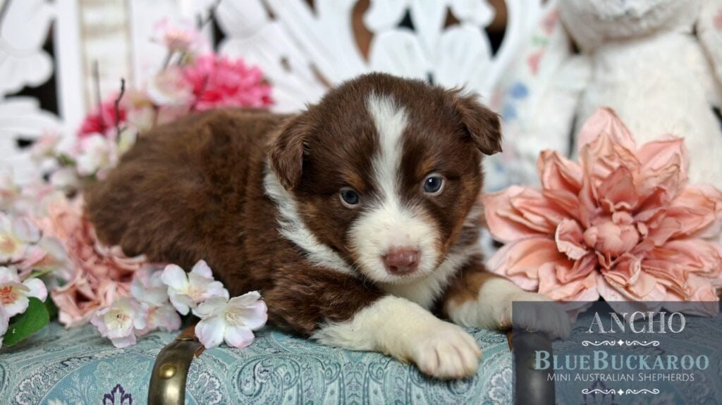 Cute Tawny and Rusty Australian Shepherd puppy lying on a floral cushion.