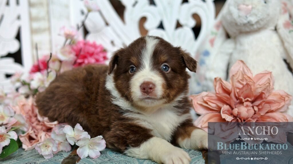 Adorable Tawny and Rusty Australian Shepherd puppy lying among pink flowers and plush toys.