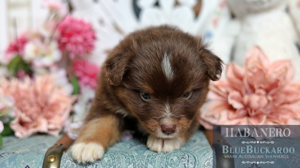 Adorable Tawny and Rusty Australian Shepherd puppy with flowers.