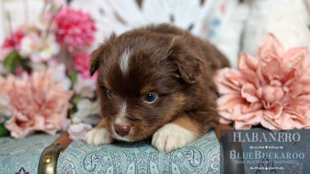 Cute Tawny and Rusty Australian Shepherd puppy lying on floral background.