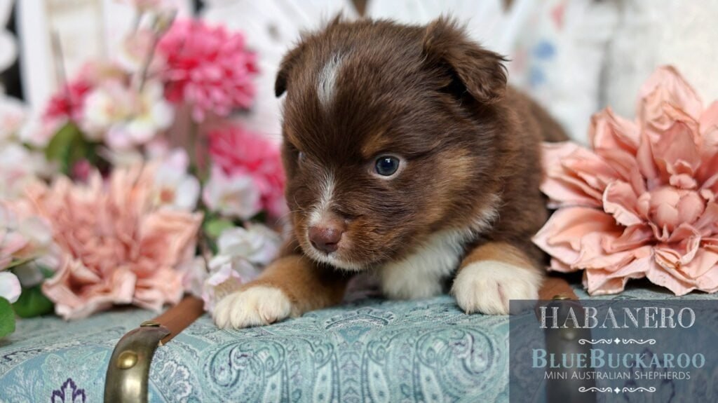 Cute Tawny and Rusty Australian Shepherd puppy lying on a floral background.