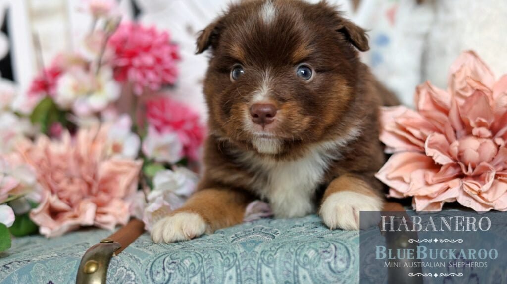 Adorable Tawny and Rusty Australian Shepherd puppies with flowers.