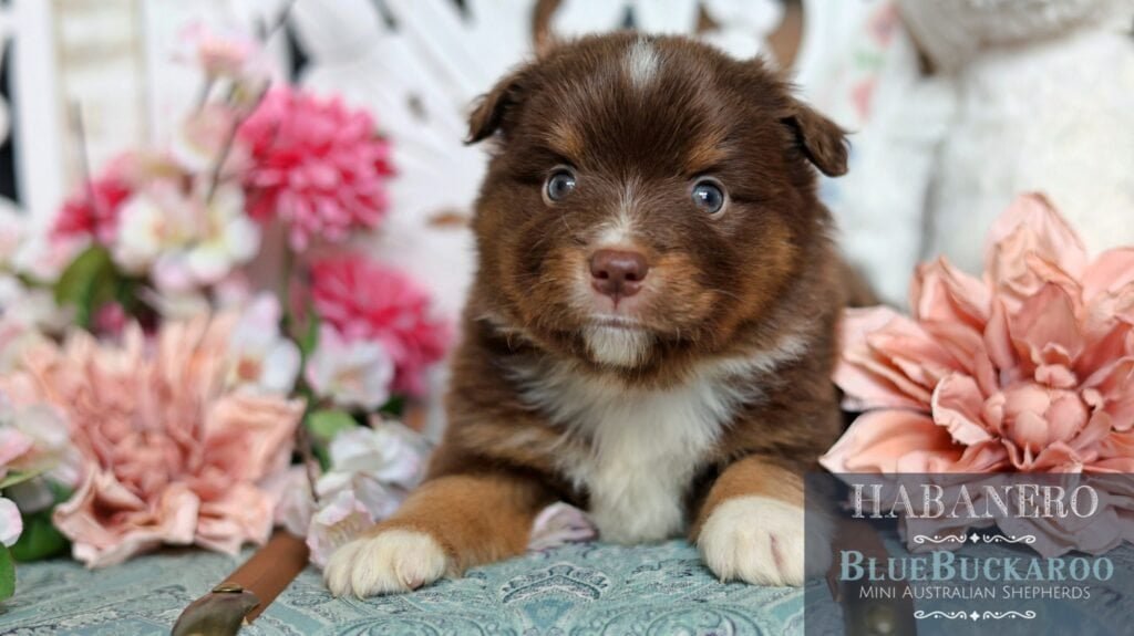 Adorable Tawny and Rusty Australian Shepherd puppy with striking blue eyes.
