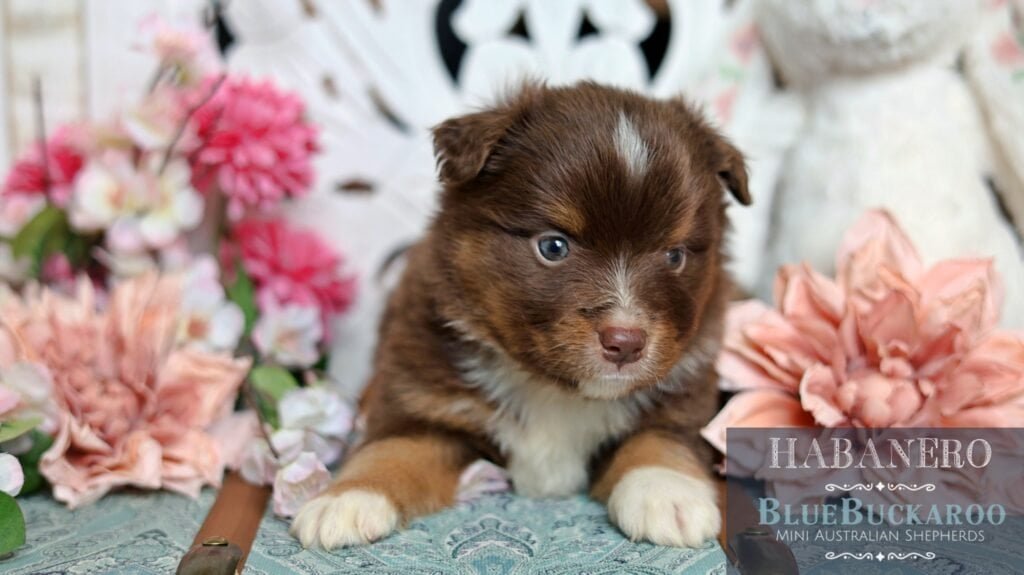 Adorable Tawny and Rusty Australian Shepherd puppies with striking blue eyes, perfect for loving hom.