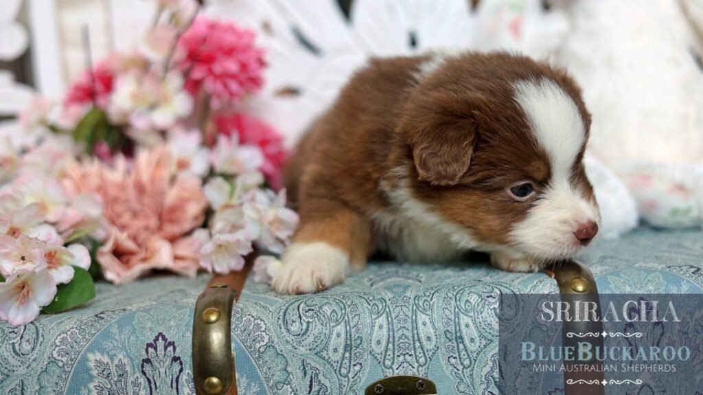 Adorable Tawny and Rusty Australian Shepherd puppies resting on a floral cushion.