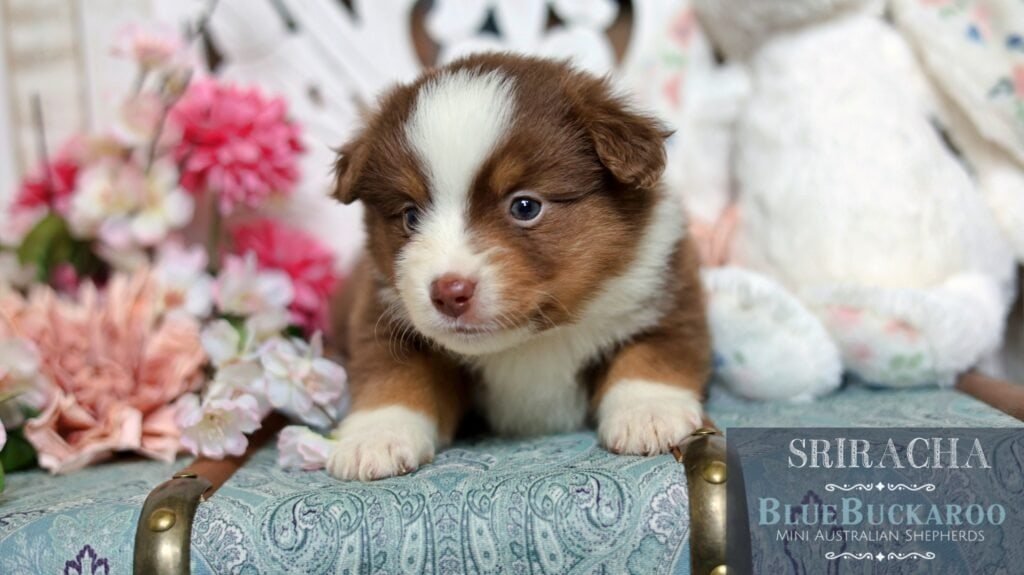 Cute Australian Shepherd puppy with brown and white fur, blue eyes, surrounded by flowers.
