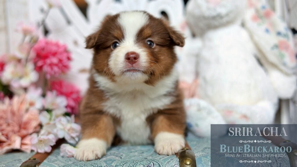 Adorable Tawny and Rusty Australian Shepherd puppy with bright eyes and soft fur.