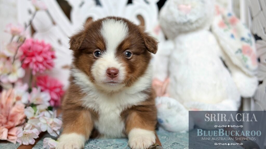 Adorable Tawny and Rusty Australian Shepherd puppy with blue eyes.
