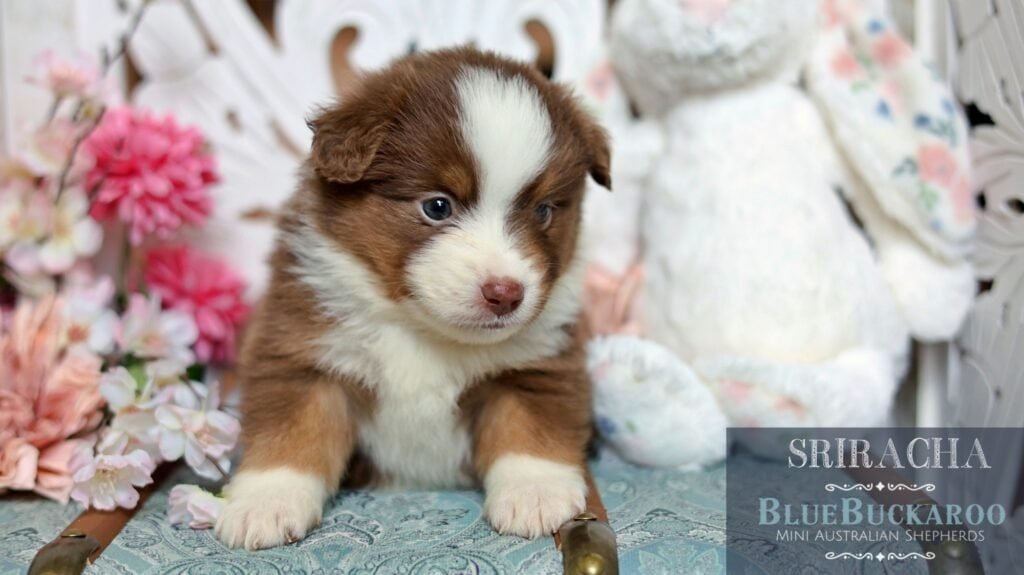 Adorable Tawny and Rusty Australian Shepherd puppy with striking blue eyes.