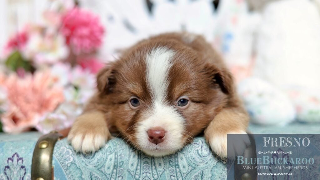 Adorable Tawny and Rusty Australian Shepherd puppy with striking blue eyes. Perfect for families see.