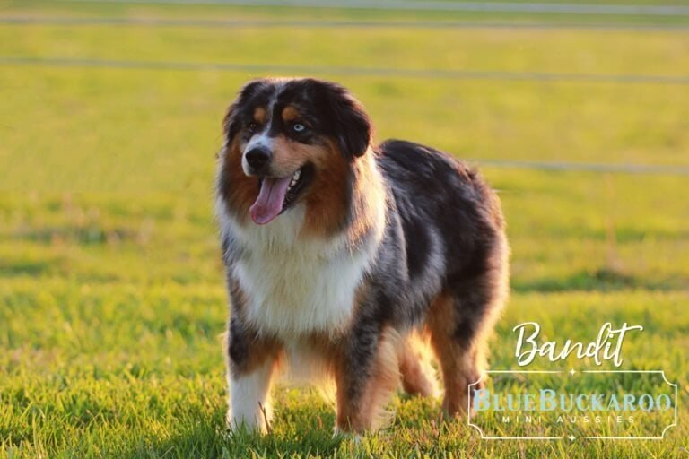 Do Mini Aussies Shed? Honest Answer + What Actually Helps