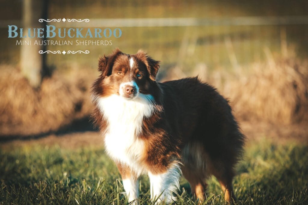 Australian Shepherd puppy with tawny and rust-colored coat in outdoor setting.