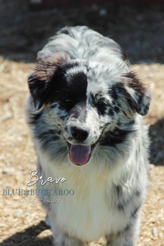 Adorable Australian Shepherd puppy with merle coat and bright eyes.