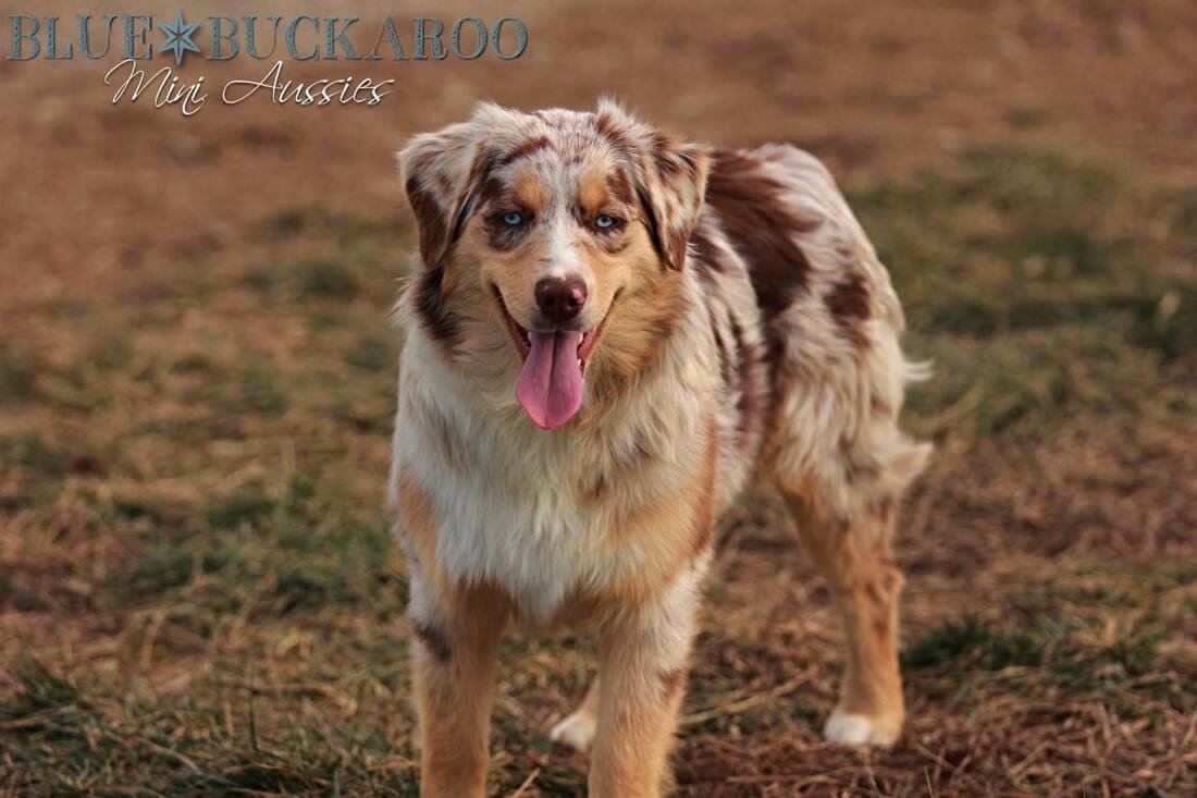Red merle Mini Aussie