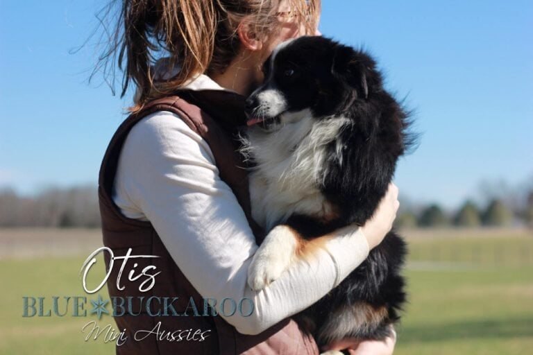 Mini Aussie Full Grown — Size, Weight & Growth Guide