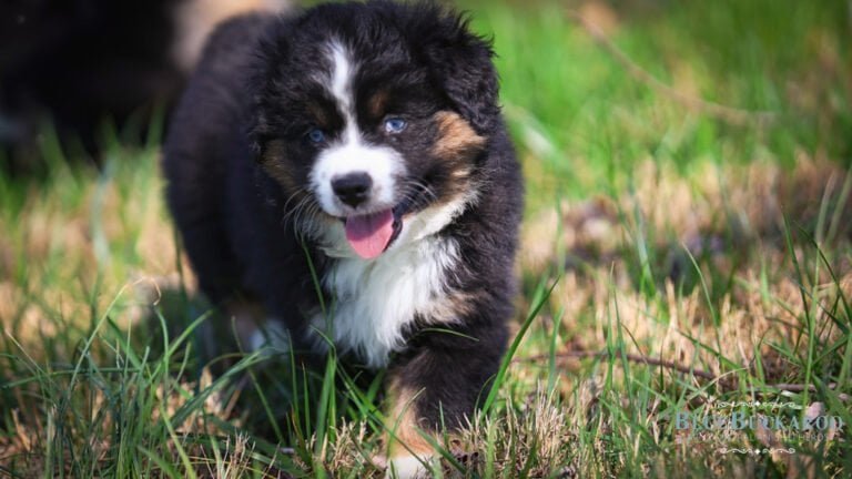 Is a Mini Australian Shepherd Right for You?