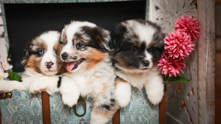 Toy Aussie vs Mini Aussie — What’s the Difference?