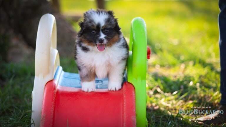 Mini Aussie Puppy Development Stages
