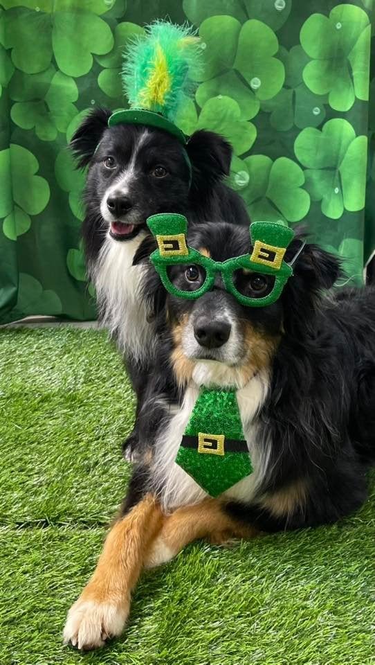 Cute dogs dressed in St. Patrick's Day costumes with hats and glasses, celebrating the holiday.