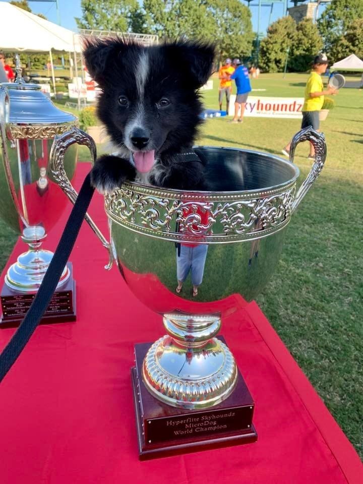 Cute toy aussie puppy in a trophy at a dog show.