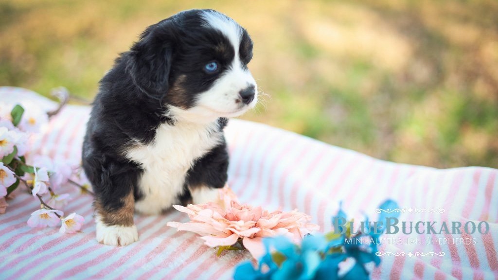 Cute Australian Shepherd puppy with striking blue eyes and black and white coat. Perfect for familie.