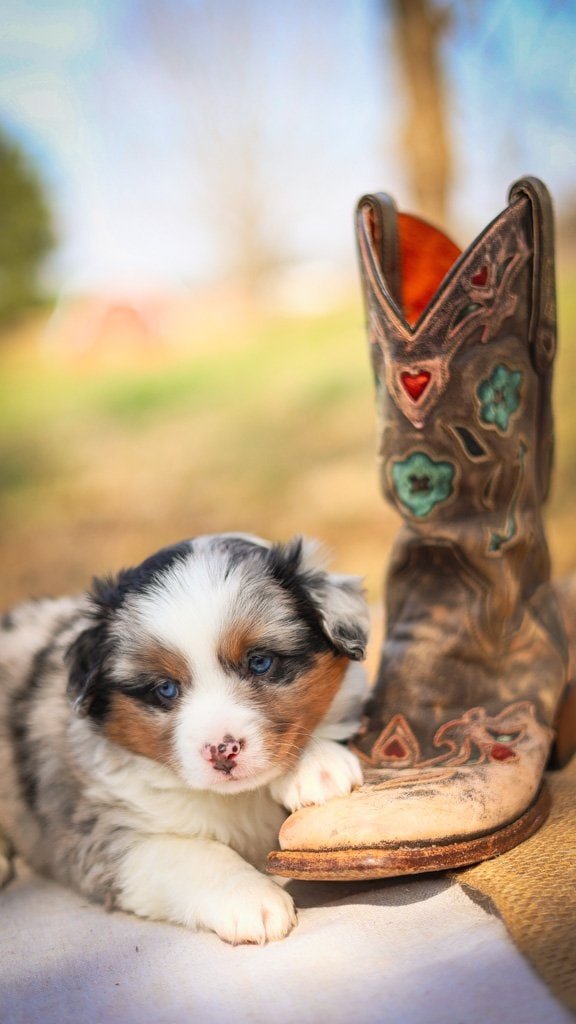 Australian Shepherd puppy with cowboy boot in outdoor setting.