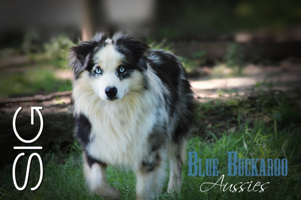 Australian Shepherd puppy with striking blue eyes and merle coat.