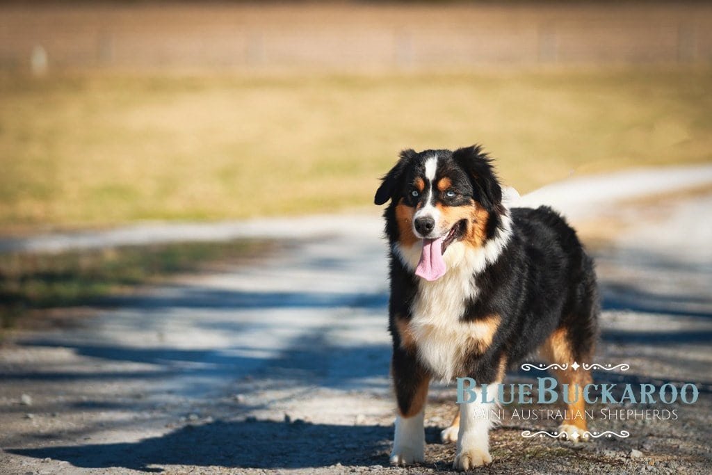 Black tri Mini Aussie